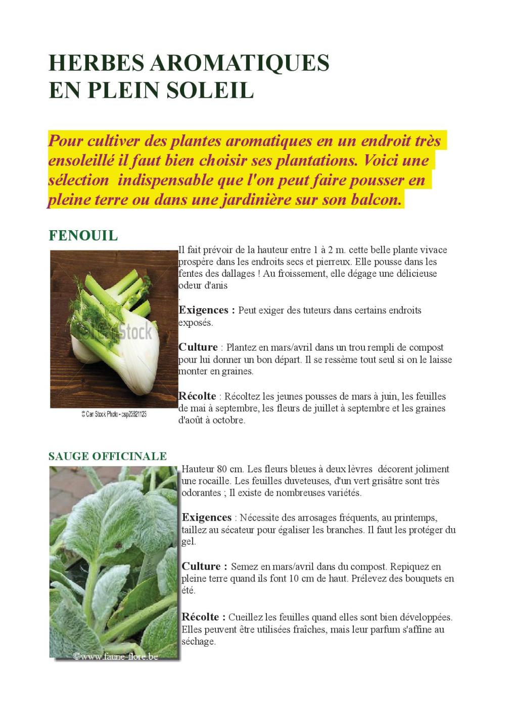 HERBES AROMATIQUES EN PLEIN SOLEIL