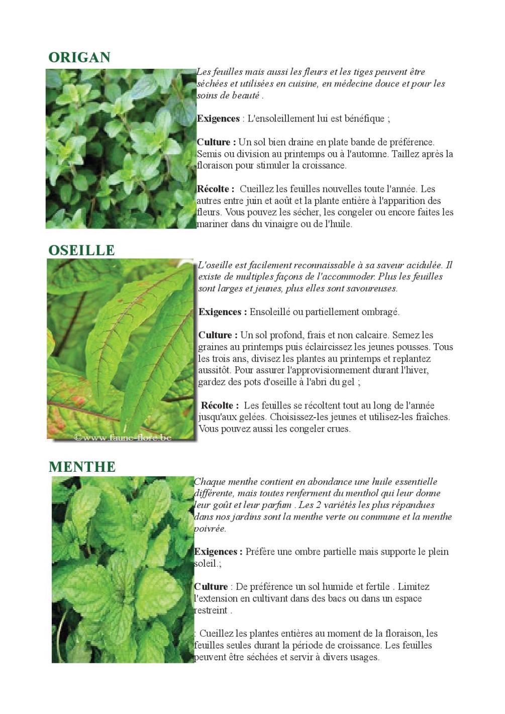 HERBES AROMATIQUES EN PLEIN SOLEIL4