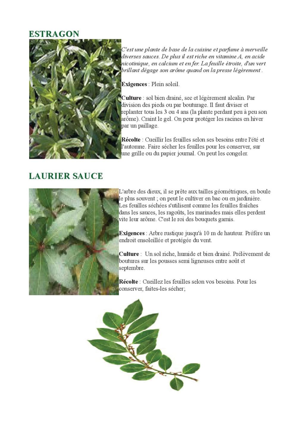 HERBES AROMATIQUES EN PLEIN SOLEIL5