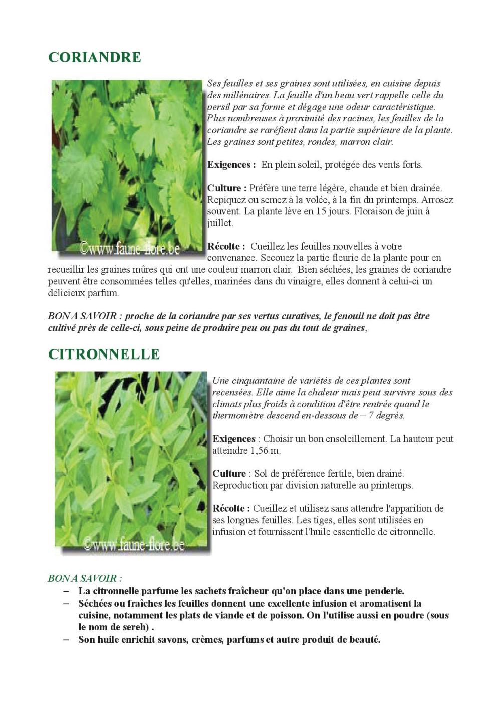 HERBES AROMATIQUES EN PLEIN SOLEIL6