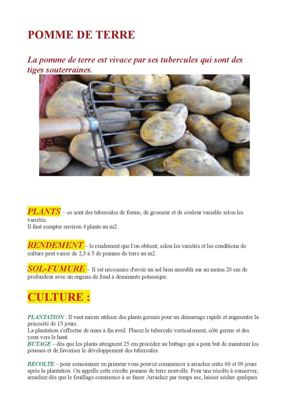 POMME DE TERRE