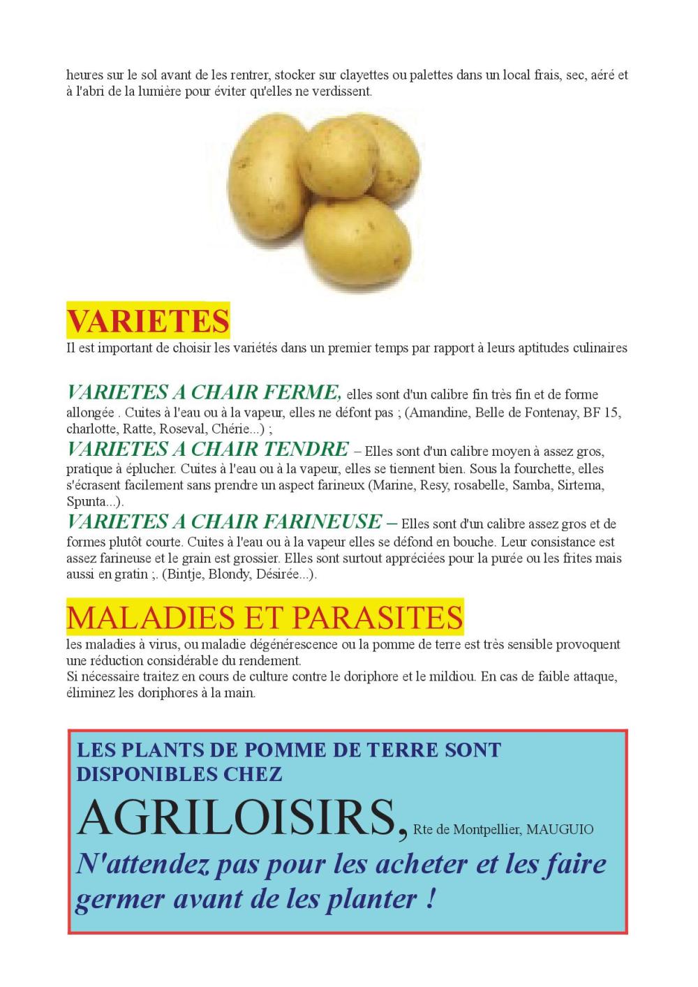 POMME DE TERRE2