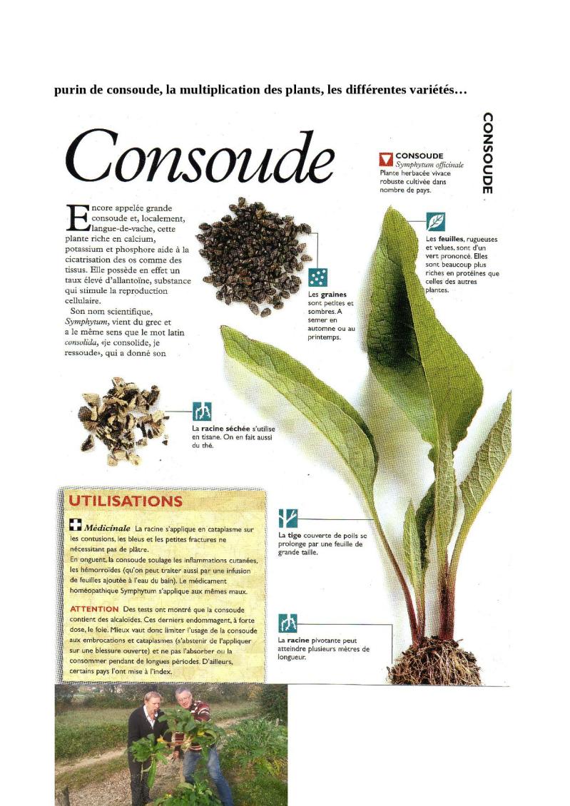 la consoude nouvel article complet3