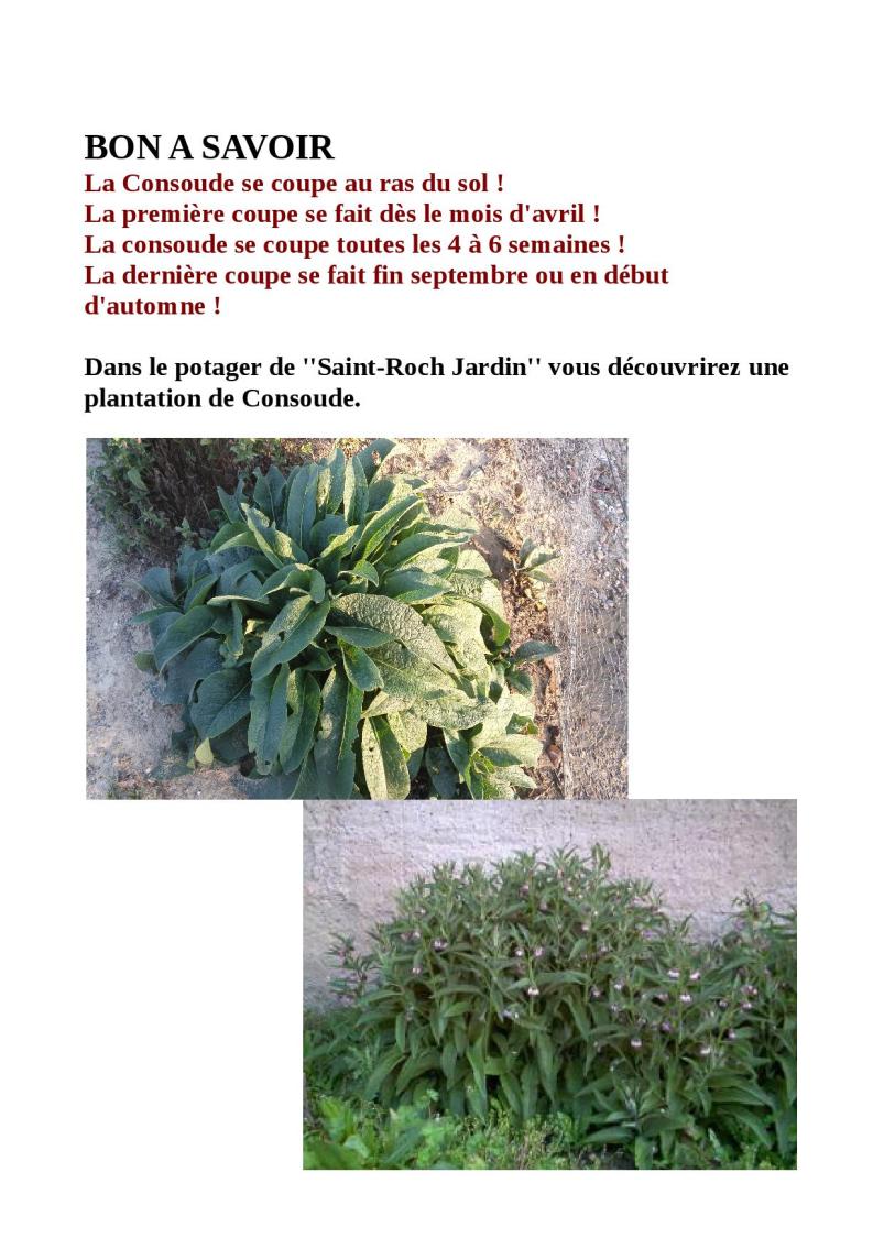 la consoude nouvel article complet6