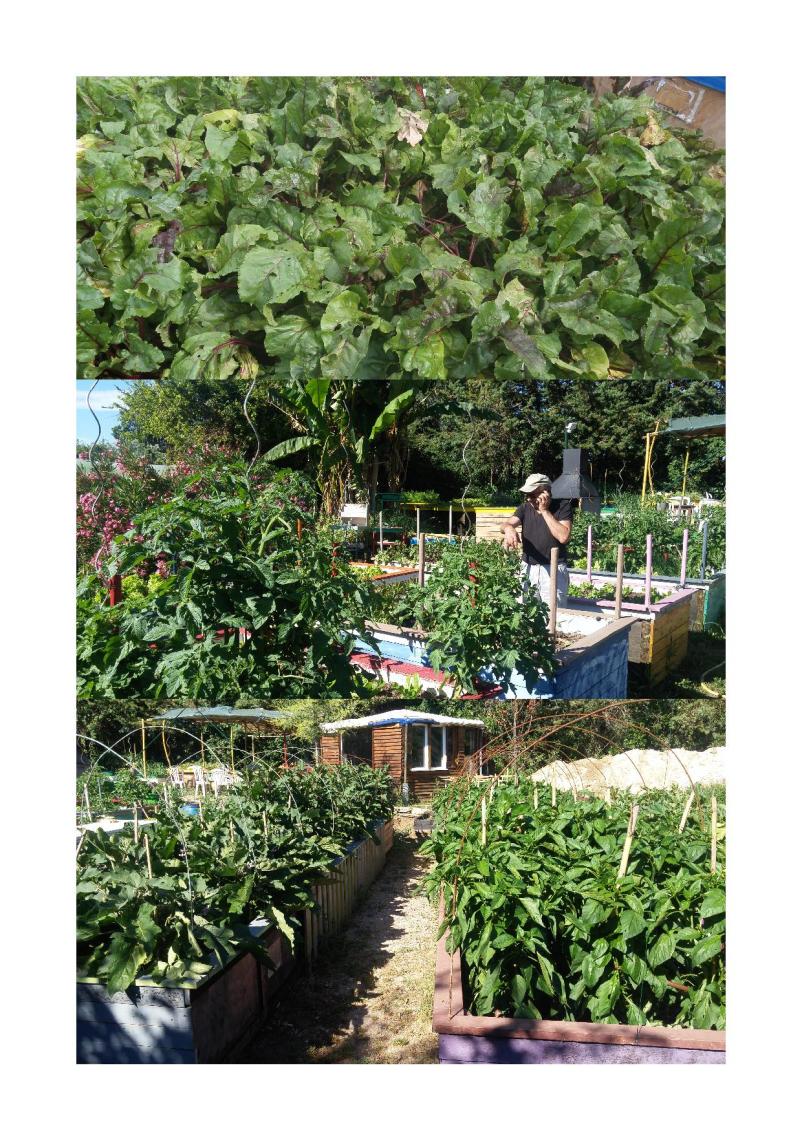 promenade jardin juillet 2016  205